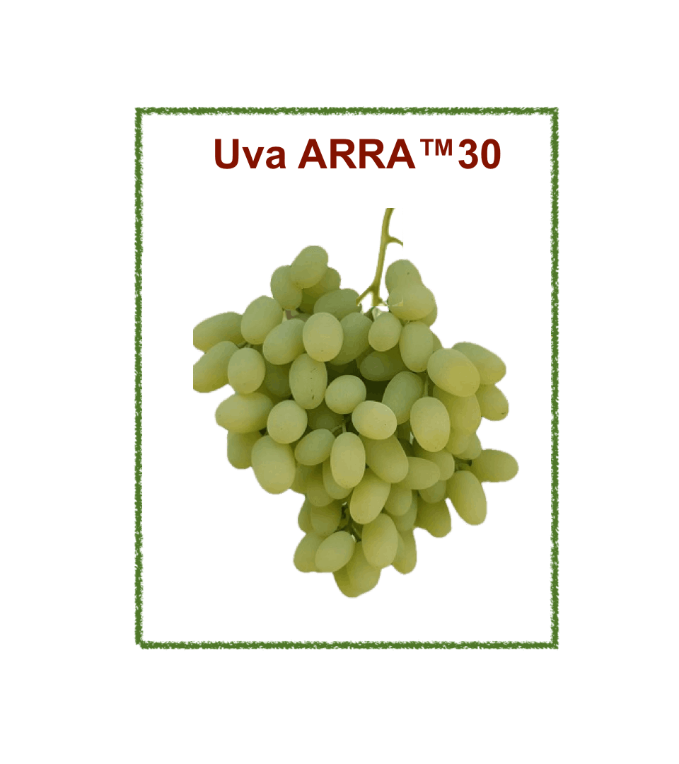 Uva ARRA™ 30