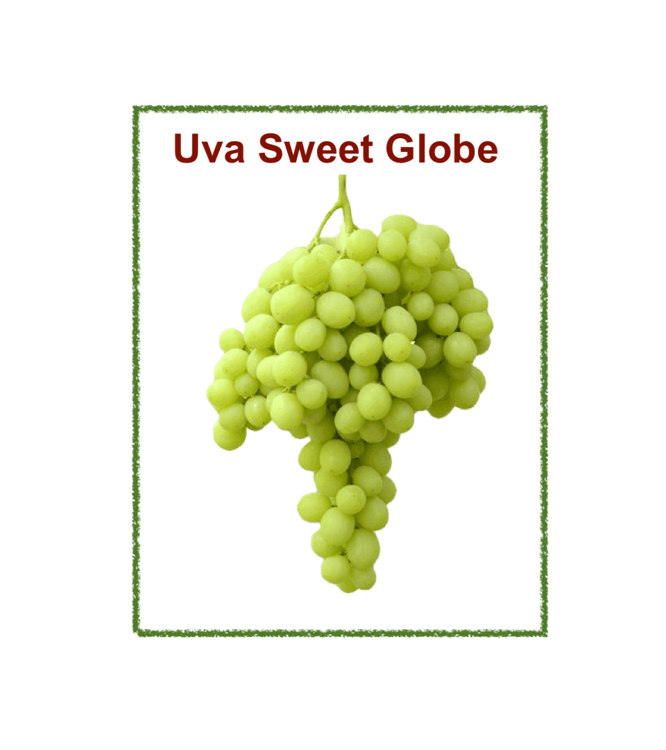 Uva sweet Globe